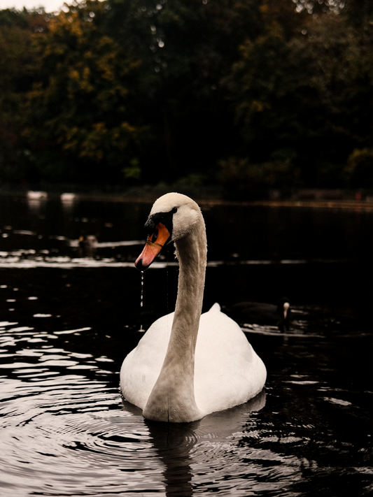 Swan / Berlin, Germany