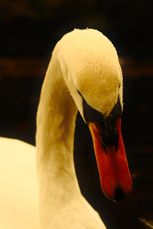 Swan / Berlin